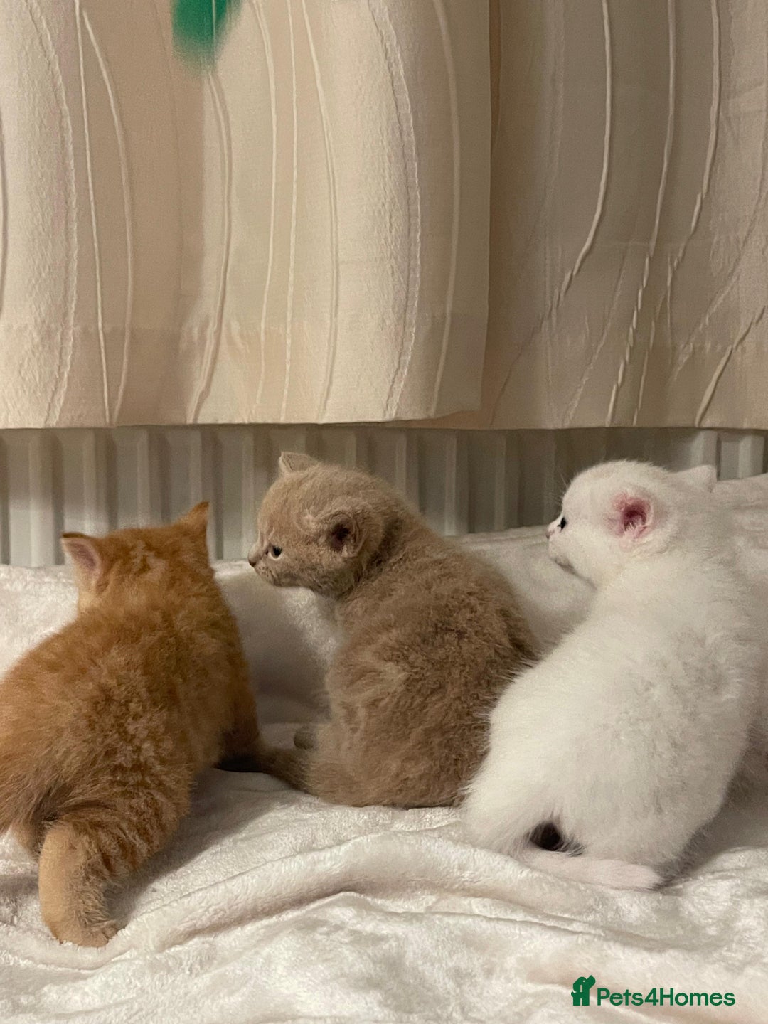 Mixed Breed cats for sale: Three sweet and playful kittens looking a new home - Advert 3