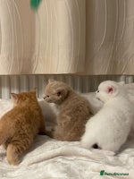 Mixed Breed cats Three sweet and playful kittens looking a new home - Advert 10