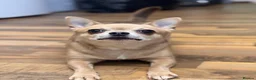Chihuahua dogs for sale: 2 stunning chihuahuas - Advert 3