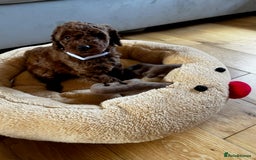 Miniature Poodle dogs for sale: 5 generation pedigree beautiful red mini poodles - Image 18