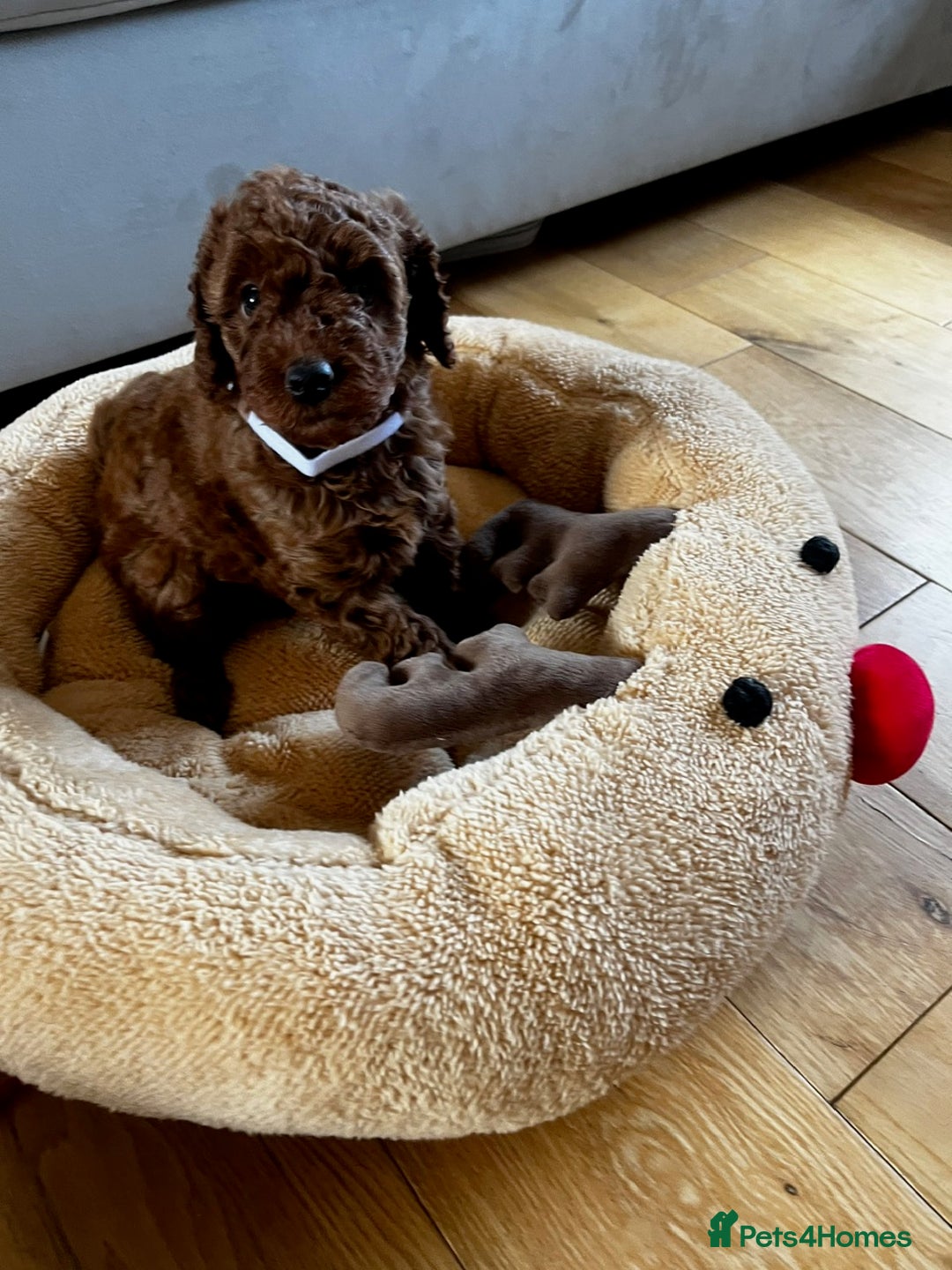 Miniature Poodle dogs for sale: 5 generation pedigree beautiful red mini poodles - Image 18