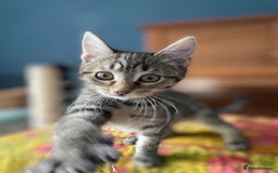 Domestic Shorthair cats for adoption: 12 week old female kitten pair  - Image 5