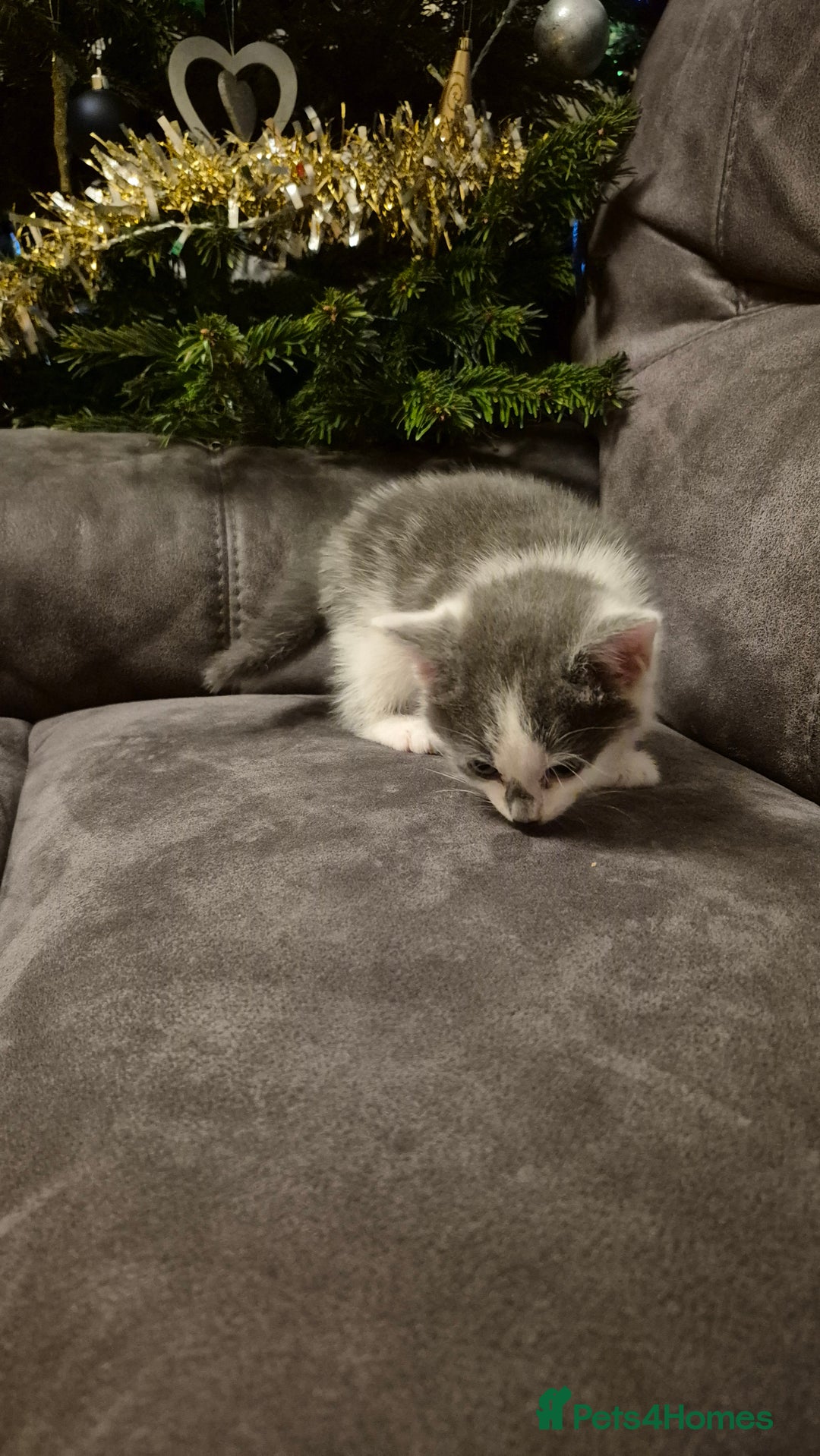 Mixed Breed cats for sale: Kittens  - Advert 14