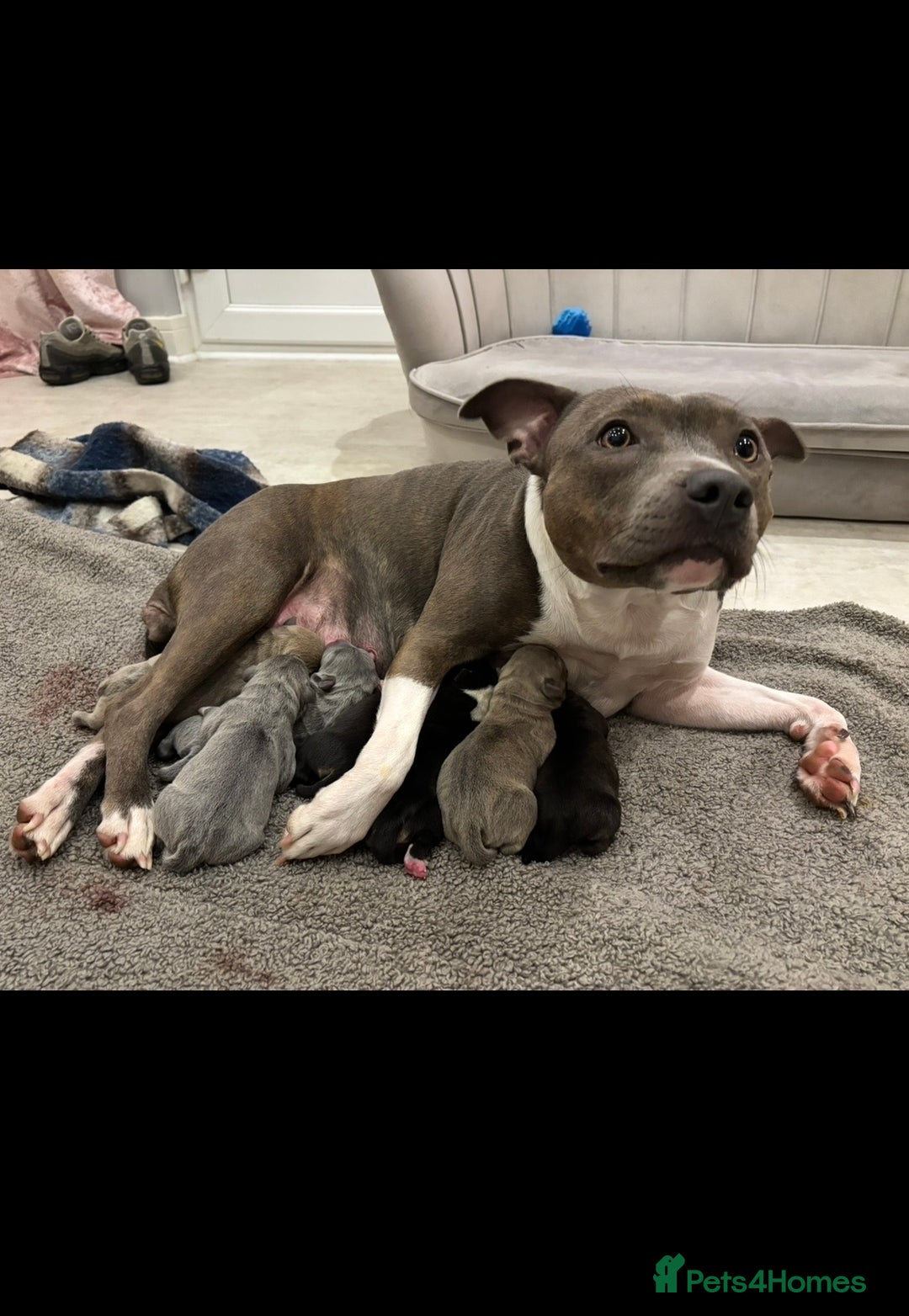 Staffordshire Bull Terrier dogs for sale: Two gorgeous puppies left  - Advert 9