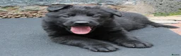 German Shepherd dogs for sale: GERMAN SHEPHERD PUPPIES 🐶  - Advert 6