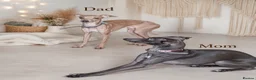 Italian Greyhound dogs for sale: Beautiful Italian Greyhound Puppies – 2 Girls, Boy - Advert 7