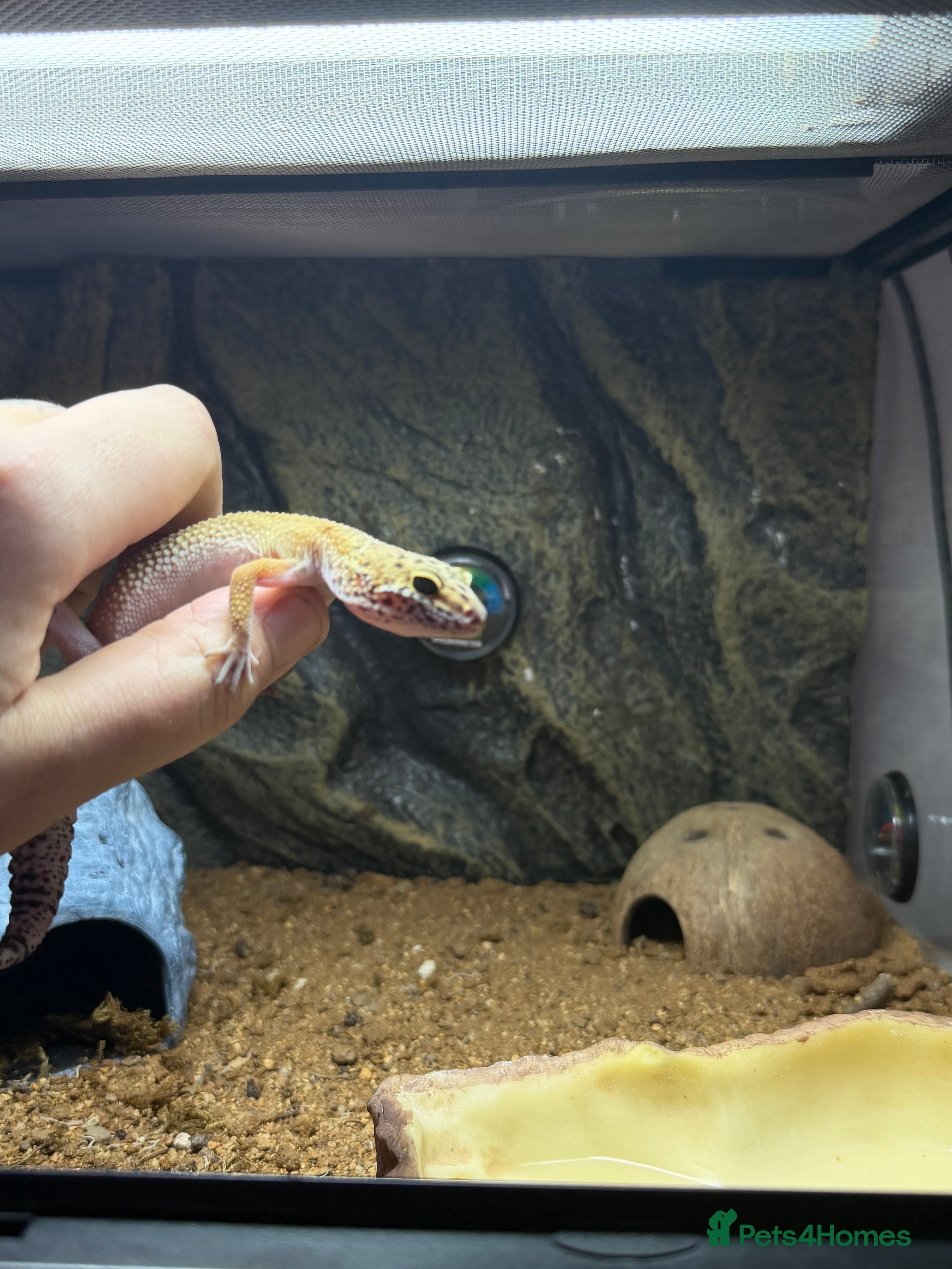 Leopard Gecko reptiles Leopard gecko  - Advert 3