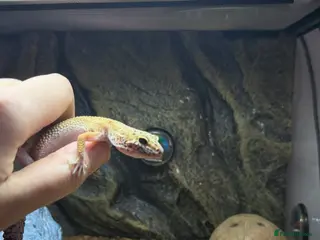 Leopard Gecko reptiles Leopard gecko - Advert 3