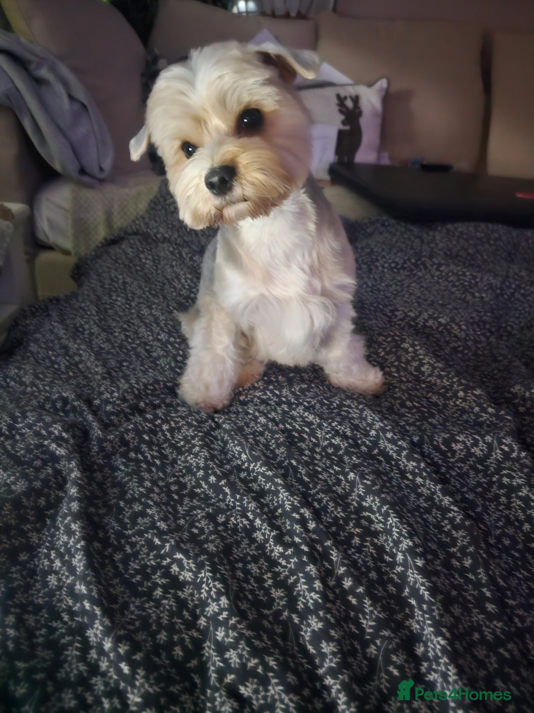 Yorkshire Terrier dogs for stud: Tricolor Beauty  Yorkshire Terrier Biewer Stud Dog - Image 5