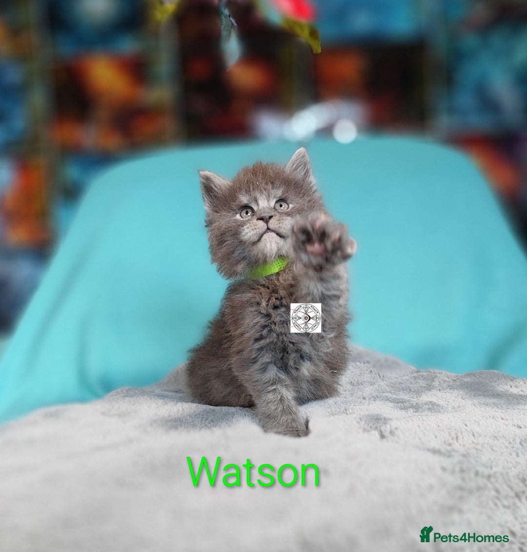 Maine Coon cats for sale: XXL beautiful pedigree kittens  - Advert 3