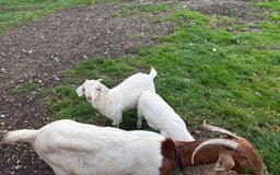 Goats livestock for sale: Male castrated goat - Image 2