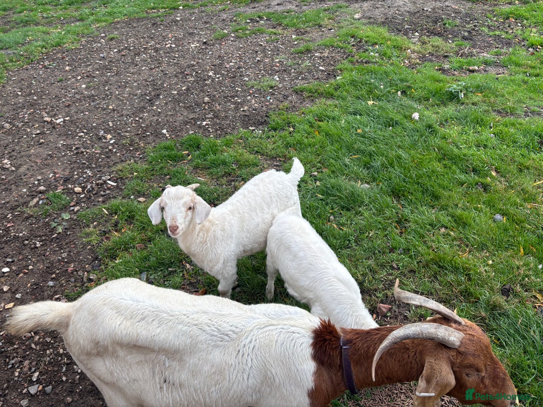 Goats livestock for sale: Male castrated goat - Image 2