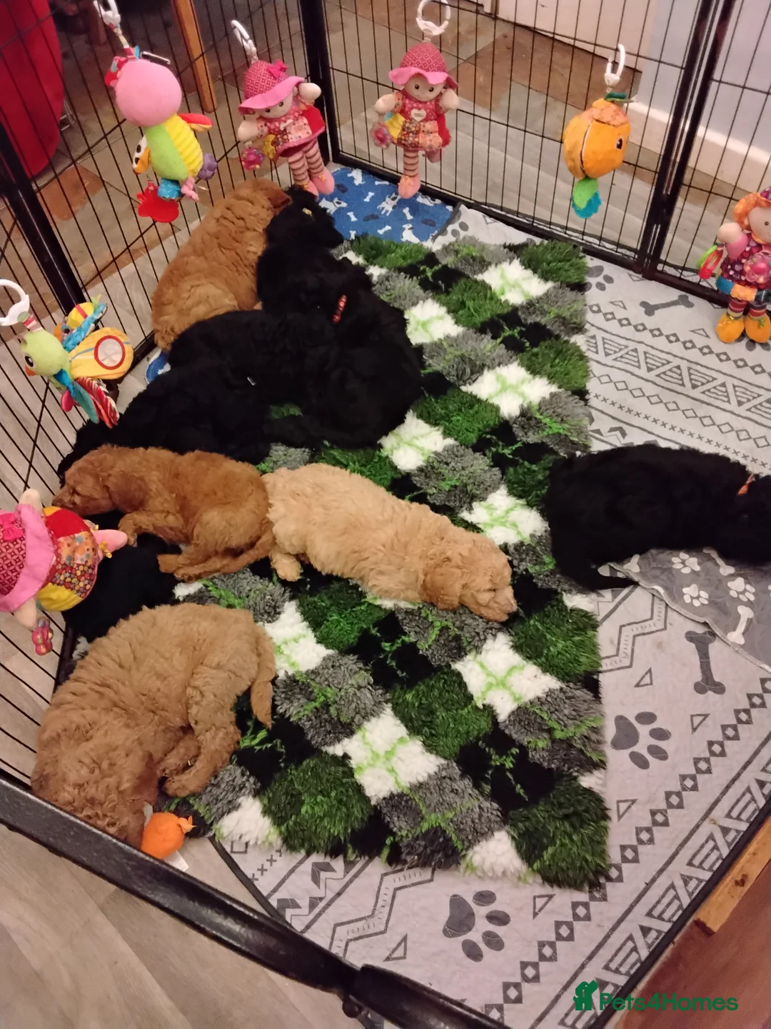 Standard Poodle dogs for sale: Beautiful blue kc reg standard poodle puppies - Advert 9