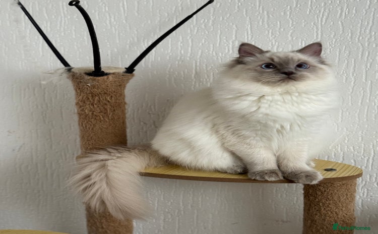 Ragdoll cats RAGDOLL KITTENS and ACTIVE GIRL in Manchester - Advert 1