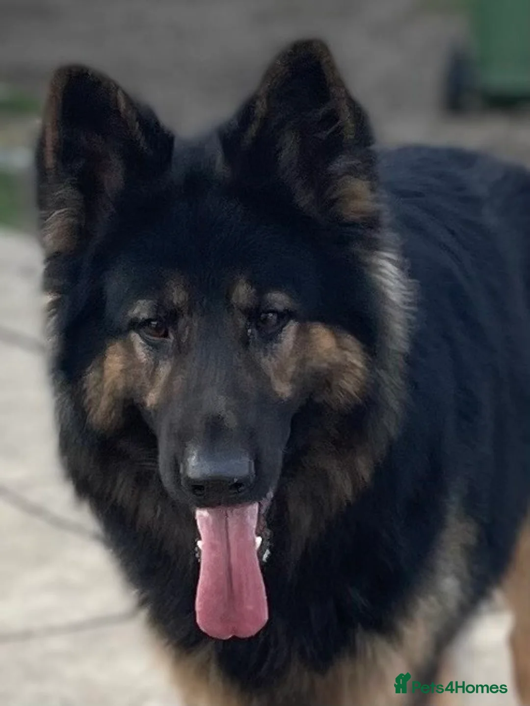 German Shepherd dogs for stud: KC Reg Shadow fully Health Tested at stud in Wisbech - Advert 21