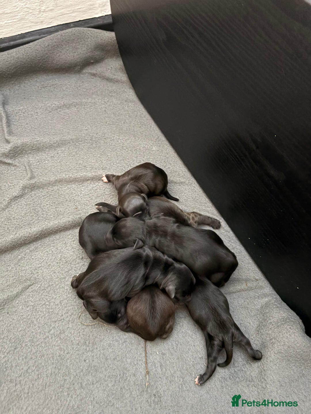 Mixed Breed dogs for sale: Jackapoo Puppies - Image 4