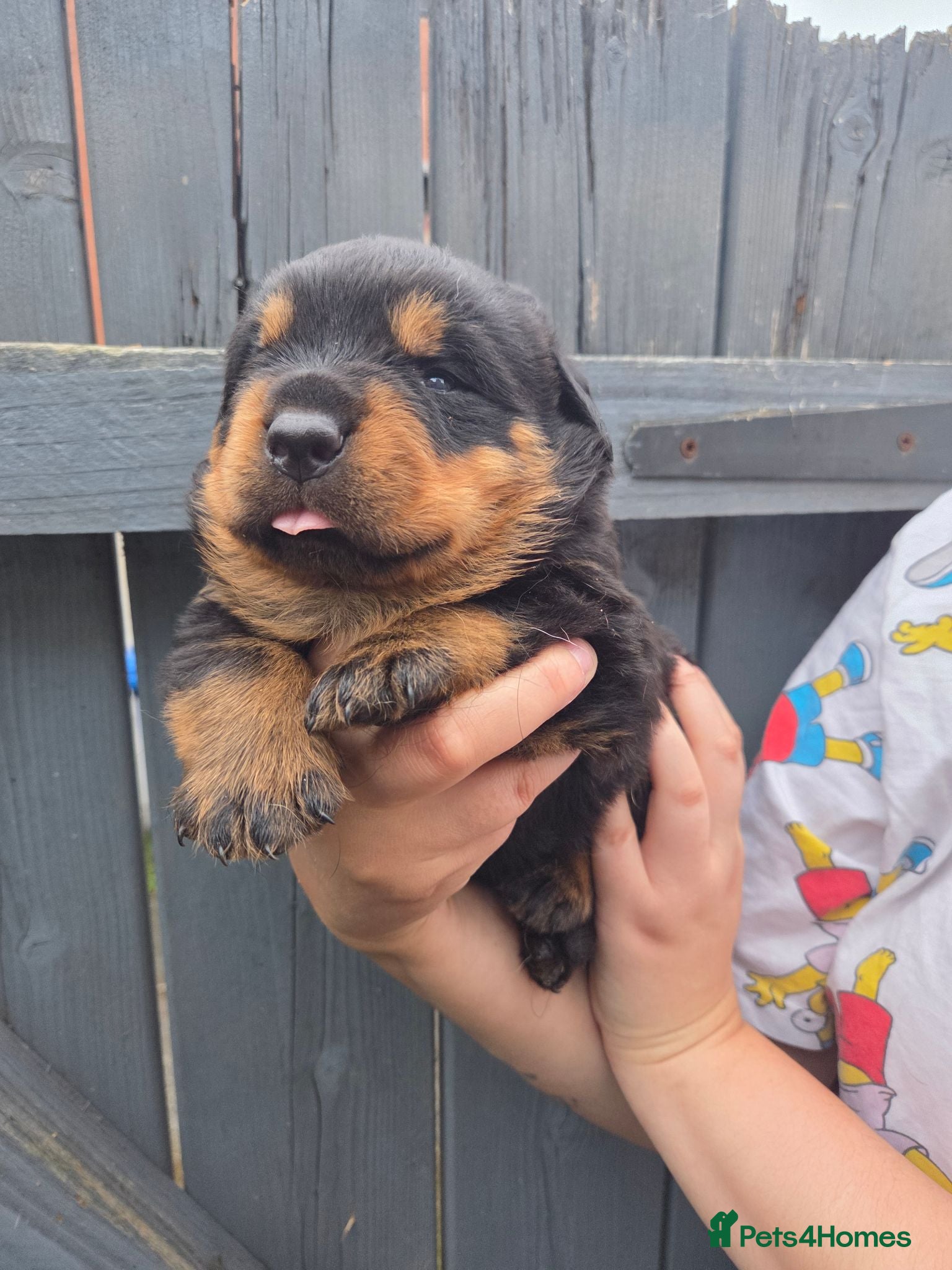 Rottweiler dogs 🐶PREMIUM ROTTWEILERS. ADRK GERMAN BLOODLINES 🇩🇪 - Advert 2