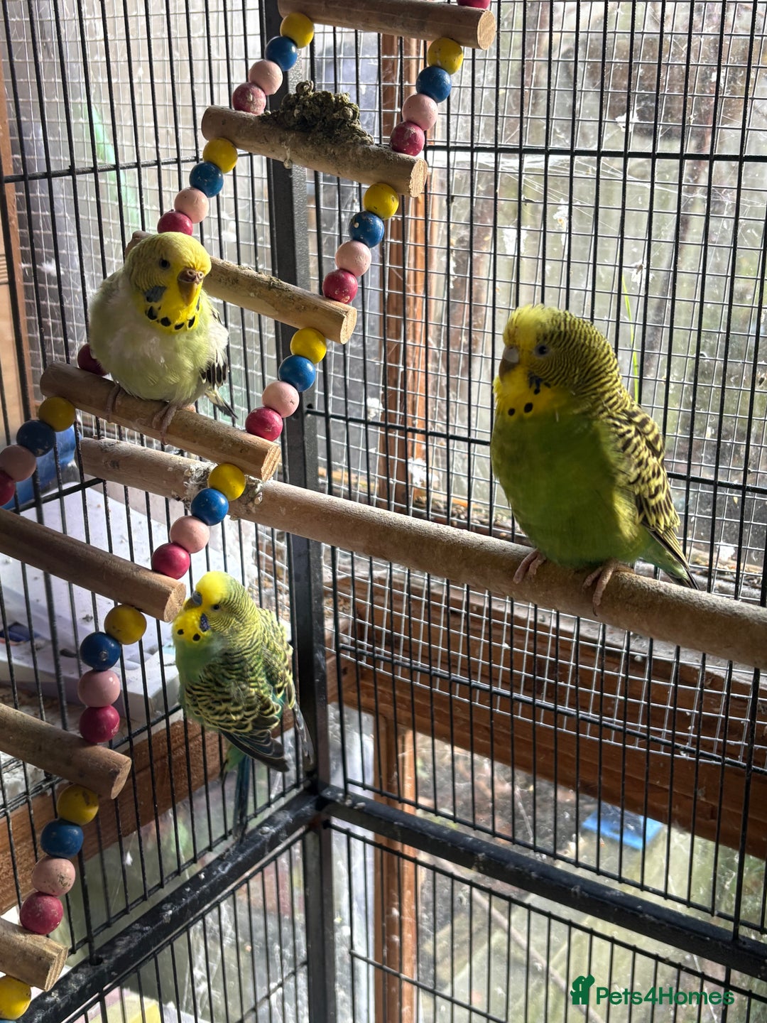Budgerigars birds for sale: Gorgeous budgies - Advert 4