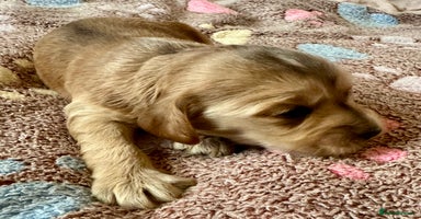 Cocker Spaniel dogs - Advert 2