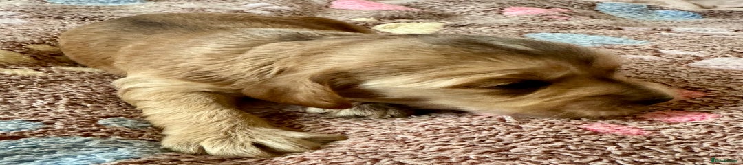 Cocker Spaniel Puppy 5