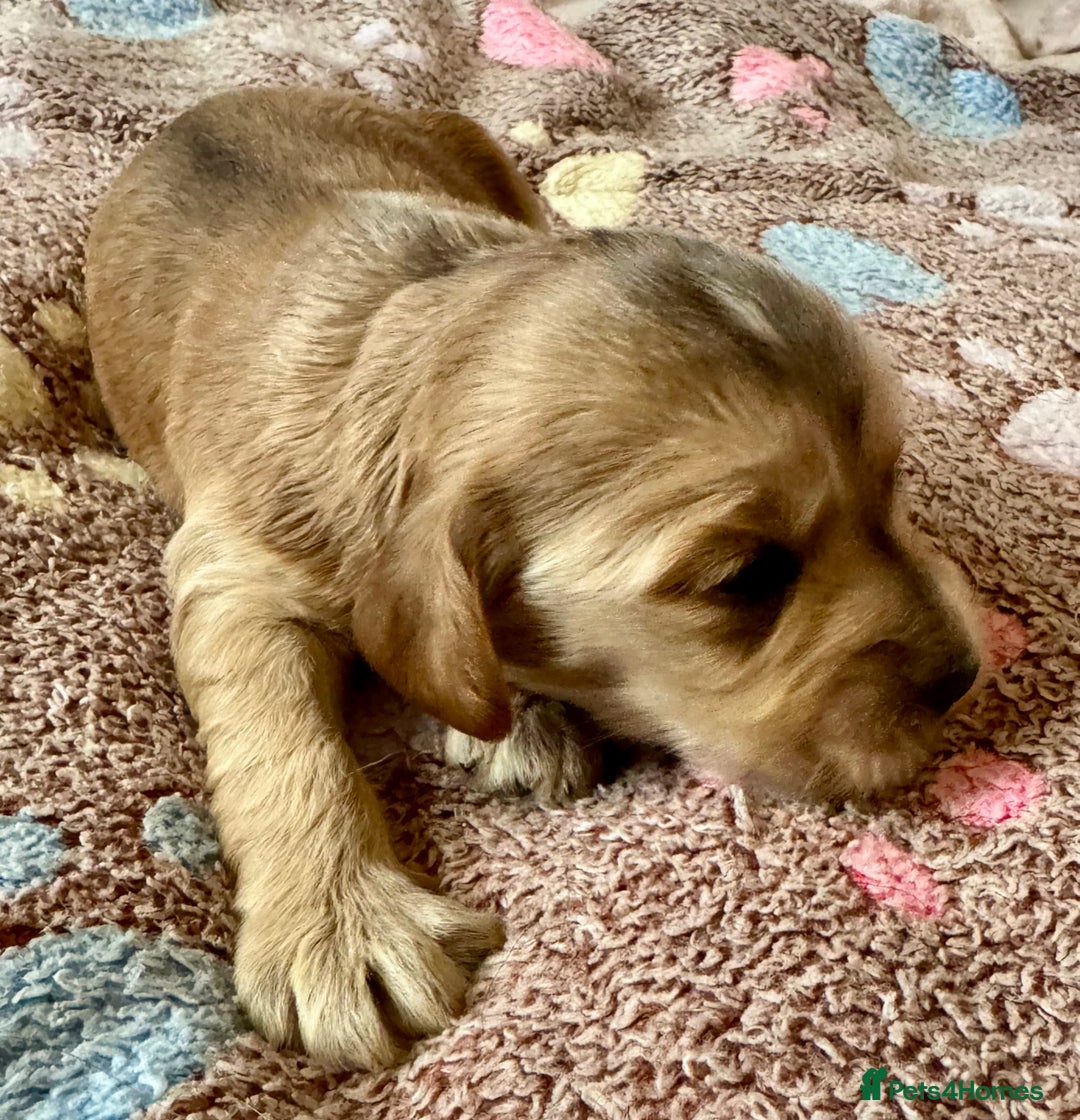 Cocker Spaniel dogs for sale: Kc reg show type cocker spaniel puppies  - Image 3