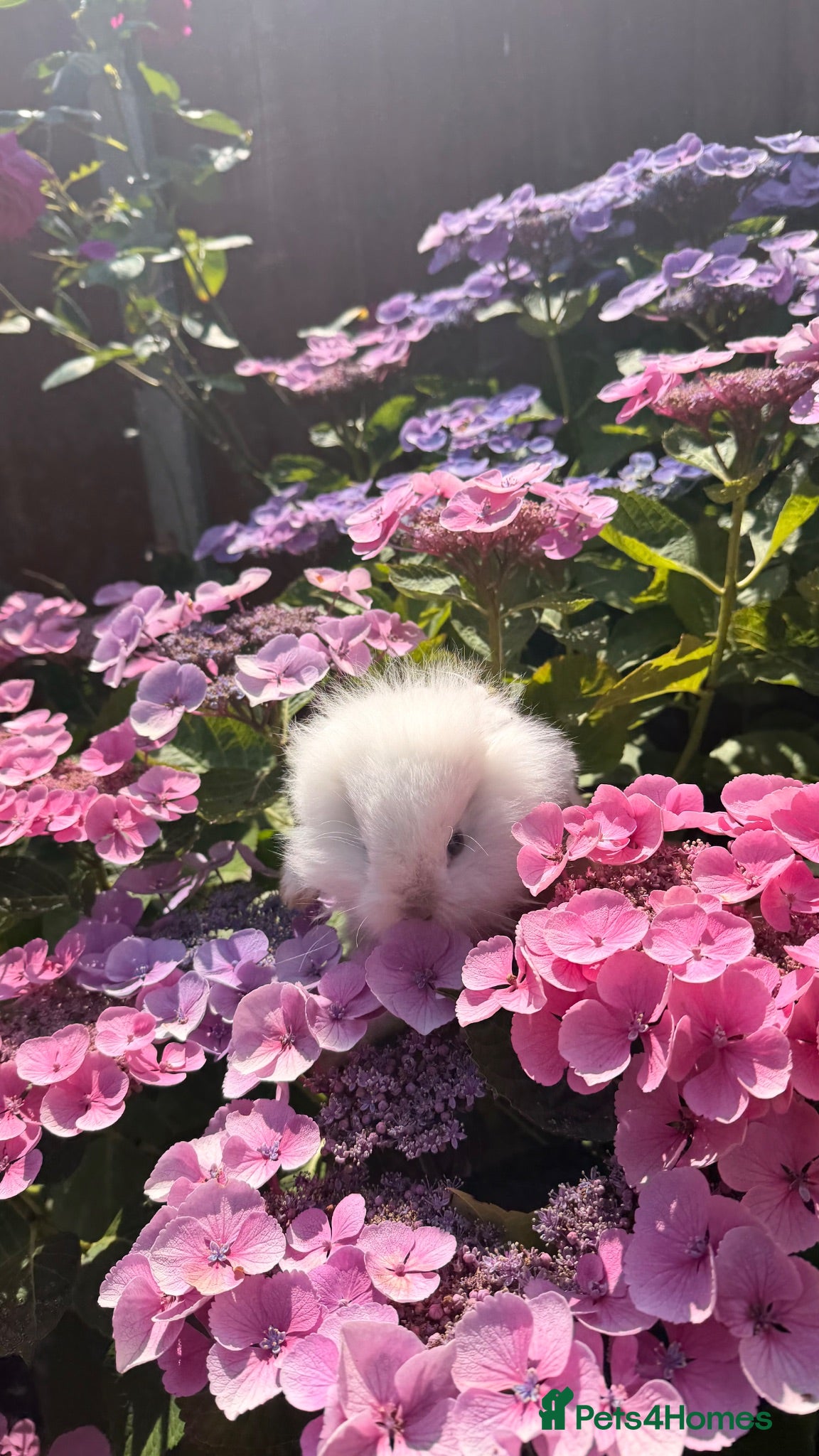 Lionhead rabbits 8 week old baby rabbit  - Advert 3