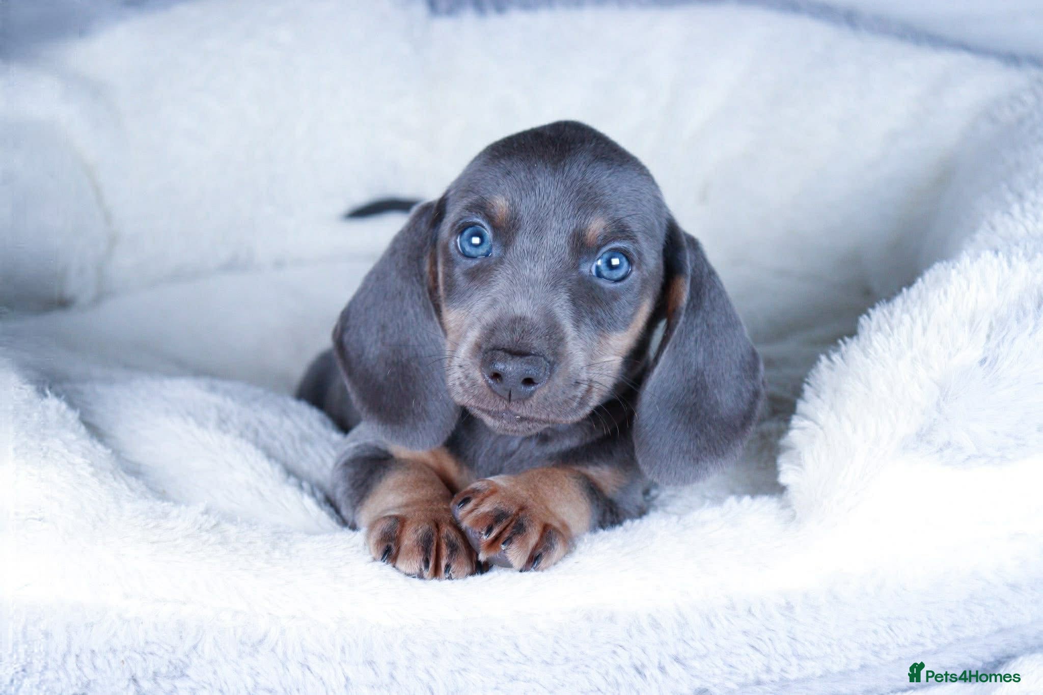 Dachshund dogs Miniature Dachshund Puppies Last boy - Advert 2
