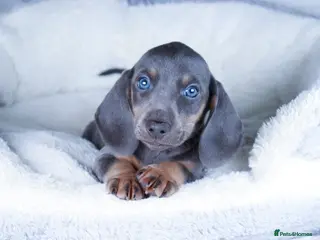 Dachshund dogs Miniature Dachshund Puppies Last boy - Advert 2