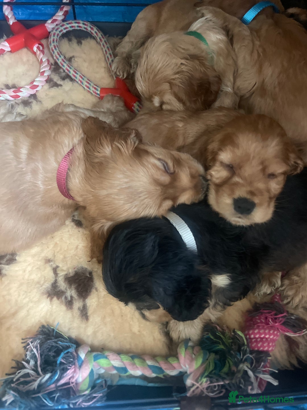 Cocker Spaniel dogs for sale: Pedigree show cockers, sable & golden - Image 15