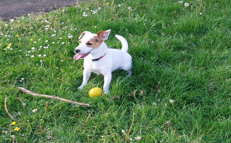 Jack Russell dogs - Advert 14
