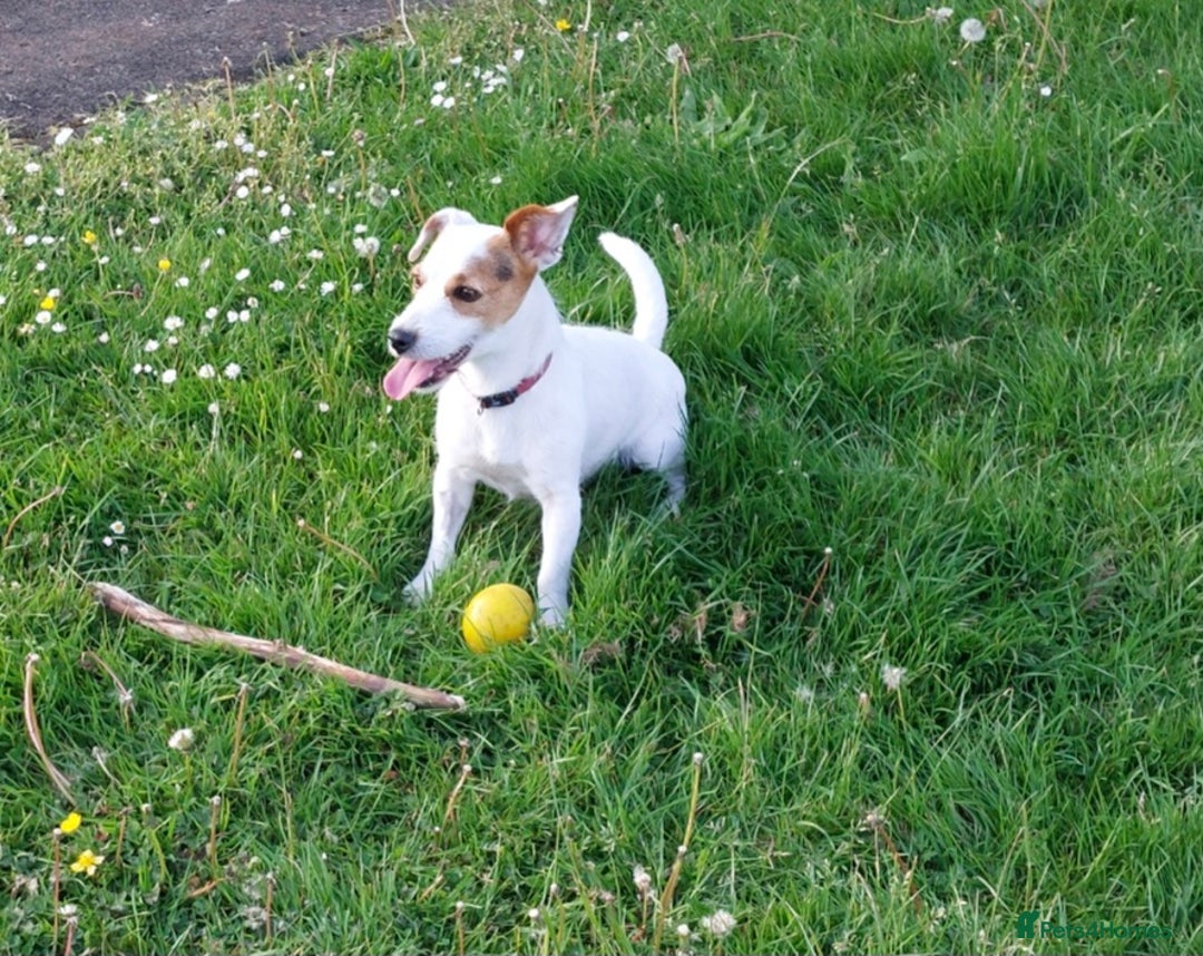 Jack Russell dogs for sale: Jack Russell Terrier - Image 1