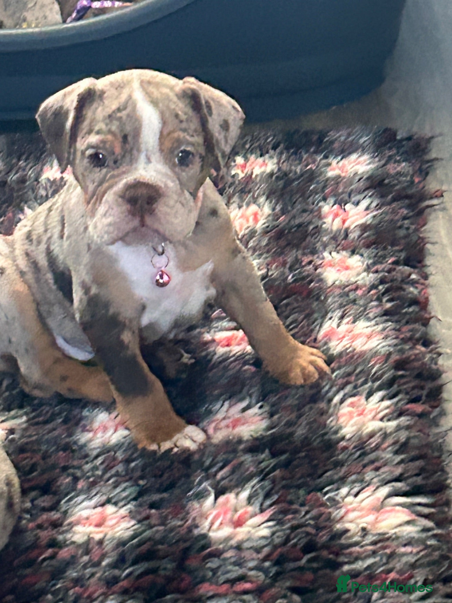 Dorset Olde Tyme Bulldogge dogs OLDE ENGLISH BULLDOG READY TO LEAVE NEXT WEEK ⭐️ - Advert 2