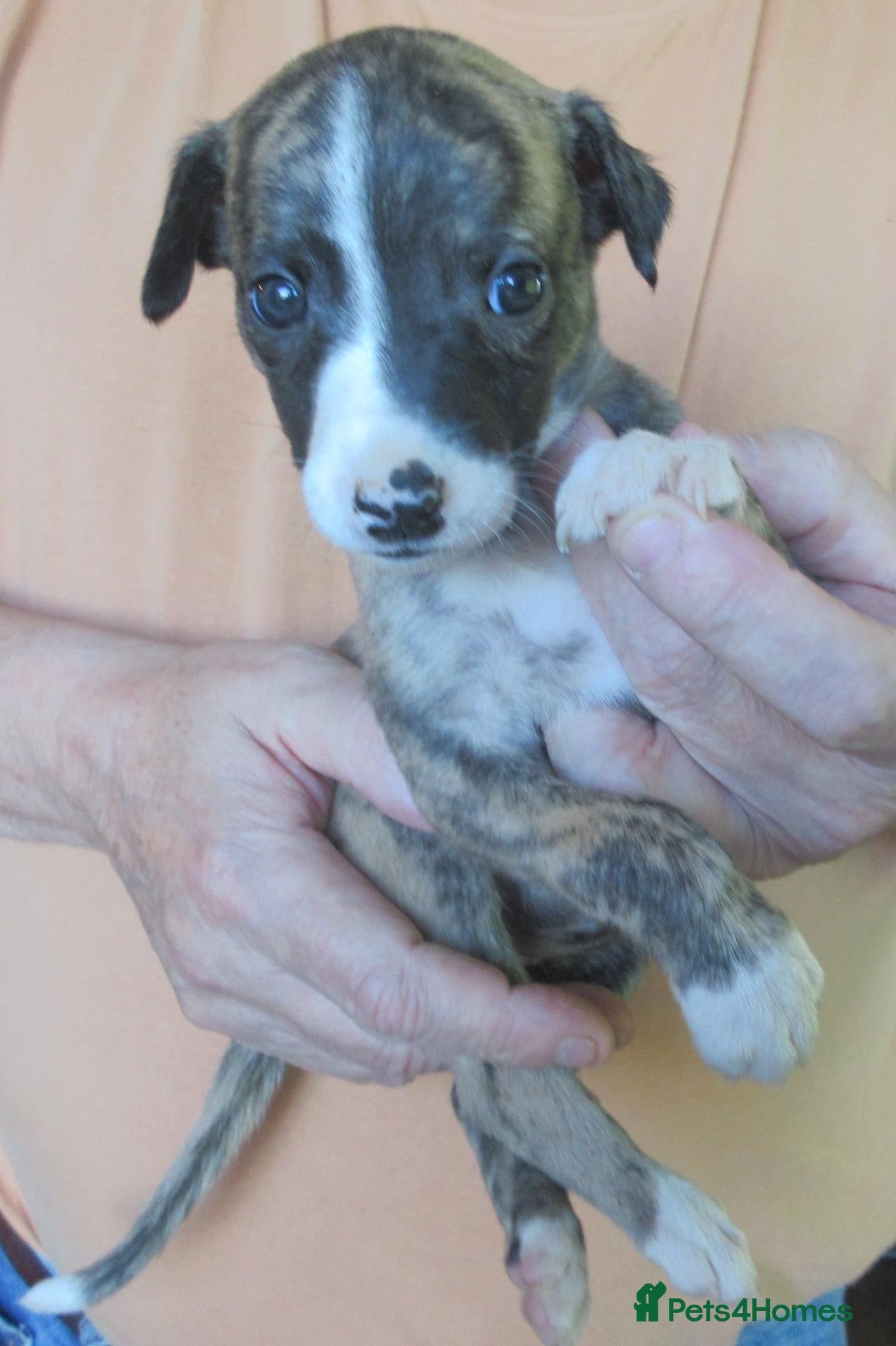 Whippet dogs Celticmoon KC Whippet Puppies - Advert 1