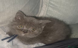 British Shorthair cats for sale: REDUCED!!! Stunning British Short Hair Kittens - Image 27