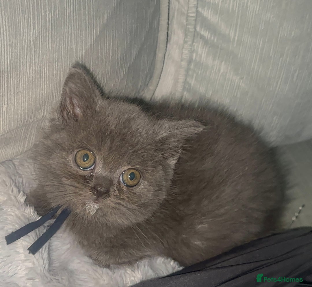 British Shorthair cats for sale: REDUCED!!! Stunning British Short Hair Kittens - Image 27