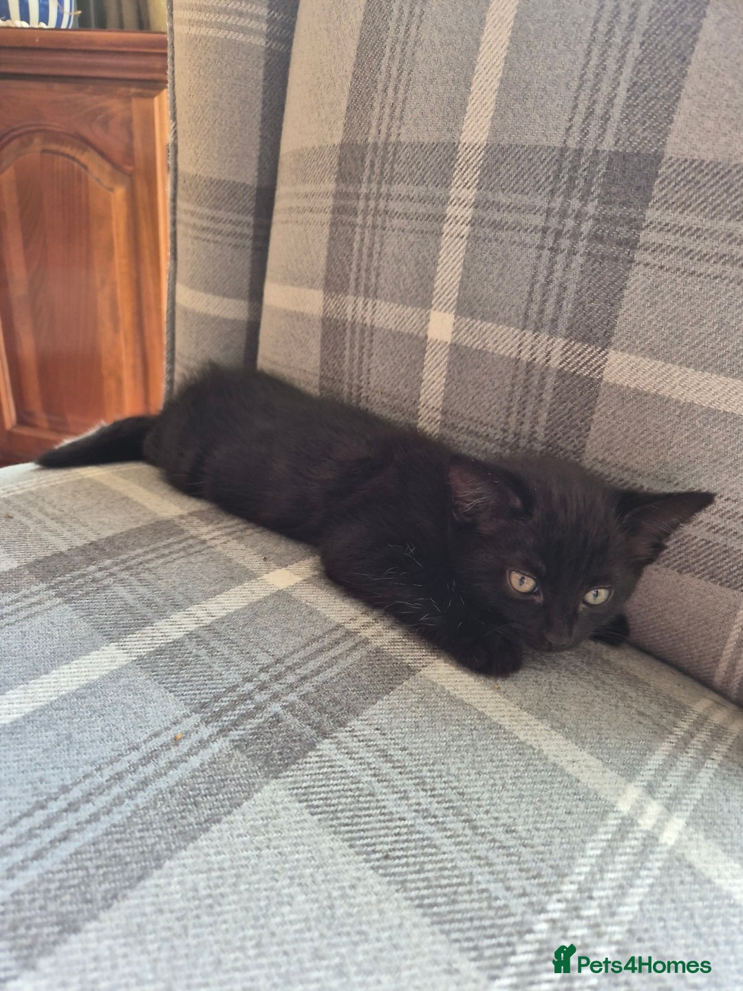 British Shorthair cats for sale: 5 adorable, playful kittens for sale. - Image 14