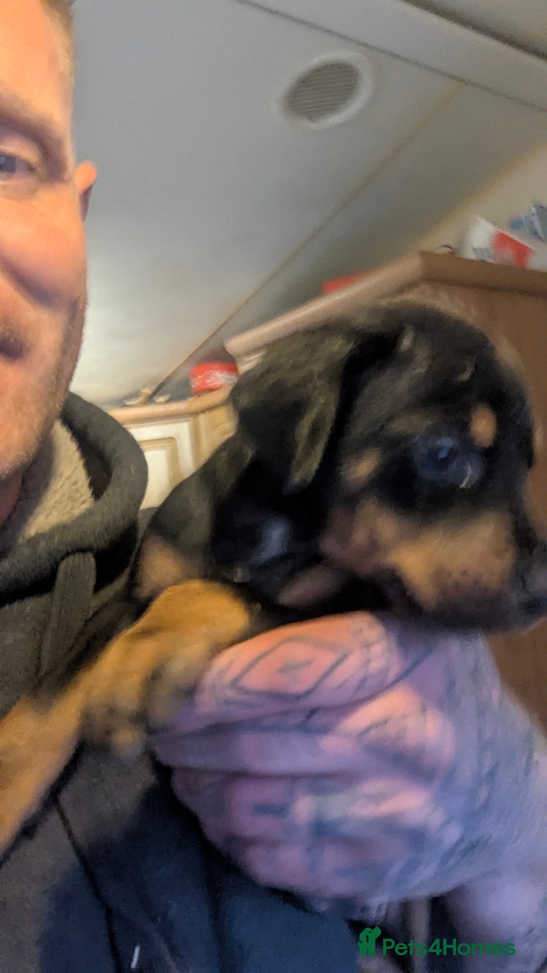 Dobermann dogs for sale: 🐾 Doberman Puppies for Sale – Ready 7th January  - Advert 9