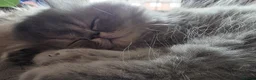 Persian cats for sale: Two gorgeous playful male kittens - Advert 10