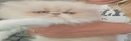 Persian cats for sale: Pure Persian Exotic Kittens/ last one girl  - Advert 7