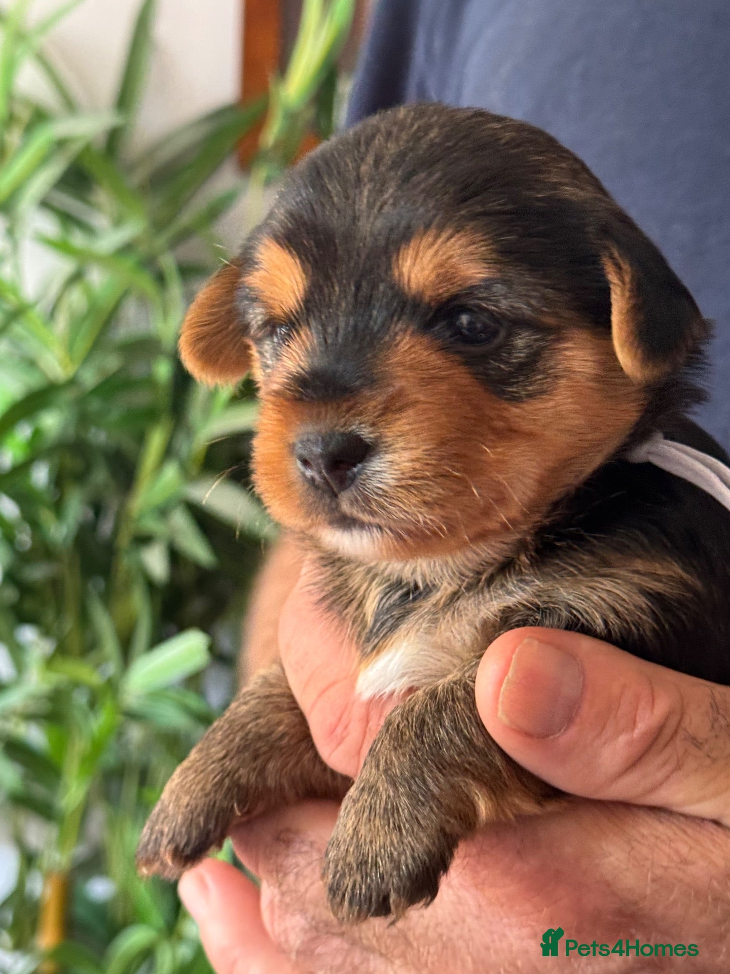 Jack Russell dogs Gorgeous Health Tested Home Bred pups - Advert 1