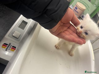 Turkish Angora cats ONE white fluffy Boy left 🩷 – Ready 10/12 - Advert 4