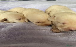 Labrador Retriever dogs for sale: Delightful Yellow Labradors Puppies - Image 14