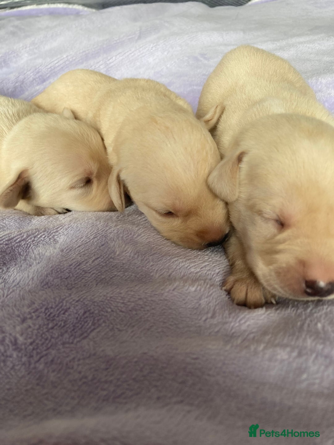 Labrador Retriever dogs for sale: Delightful Yellow Labradors Puppies - Image 14