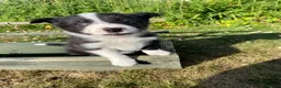 Border Collie dogs for sale: Farm Bred border collie pups  - Advert 5