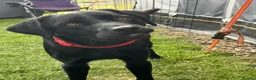 Labrador Retriever dogs for sale: Mother and Son Labrador Retrievers - Advert 4