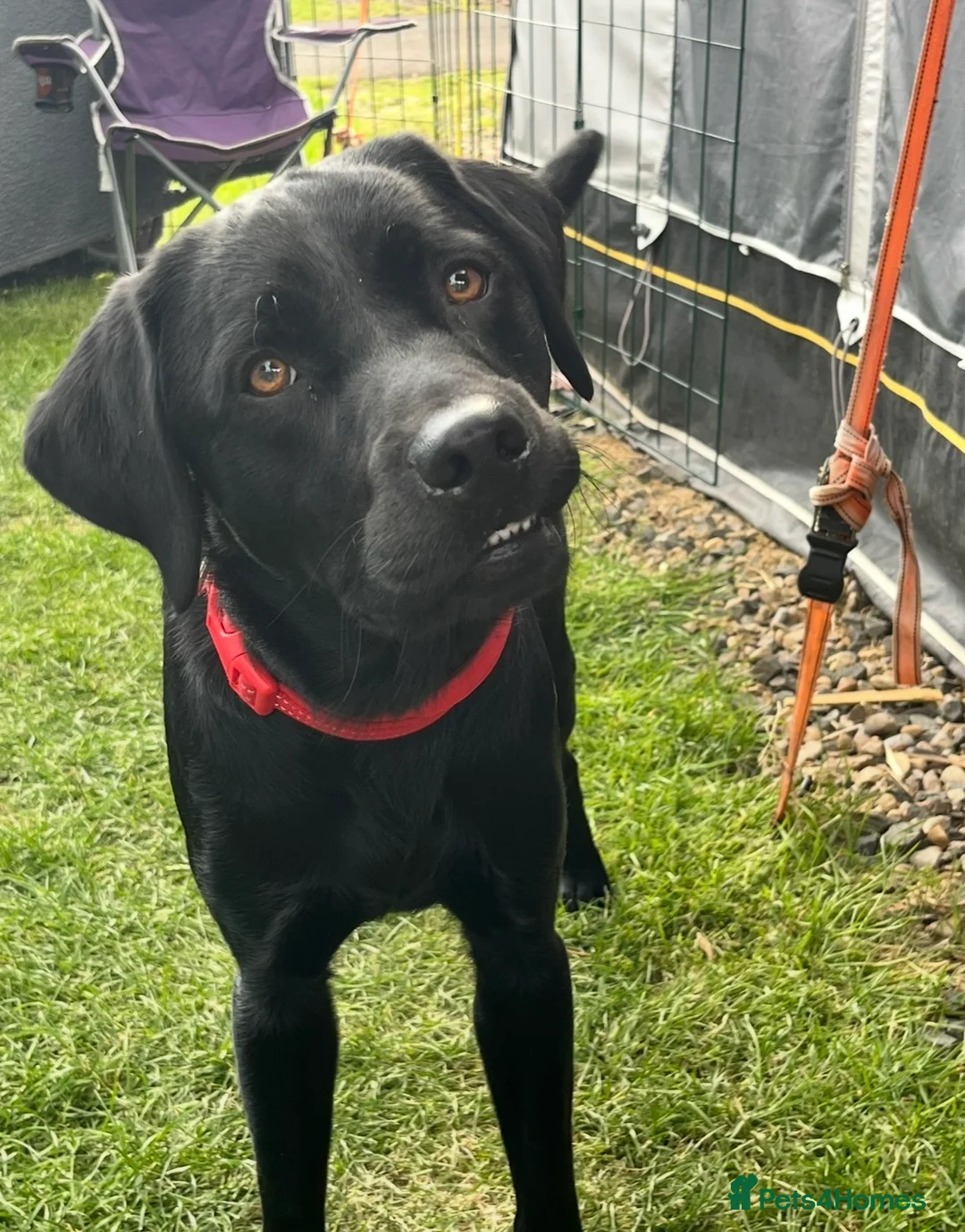 Labrador Retriever dogs for sale: Mother and Son Labrador Retrievers - Advert 4