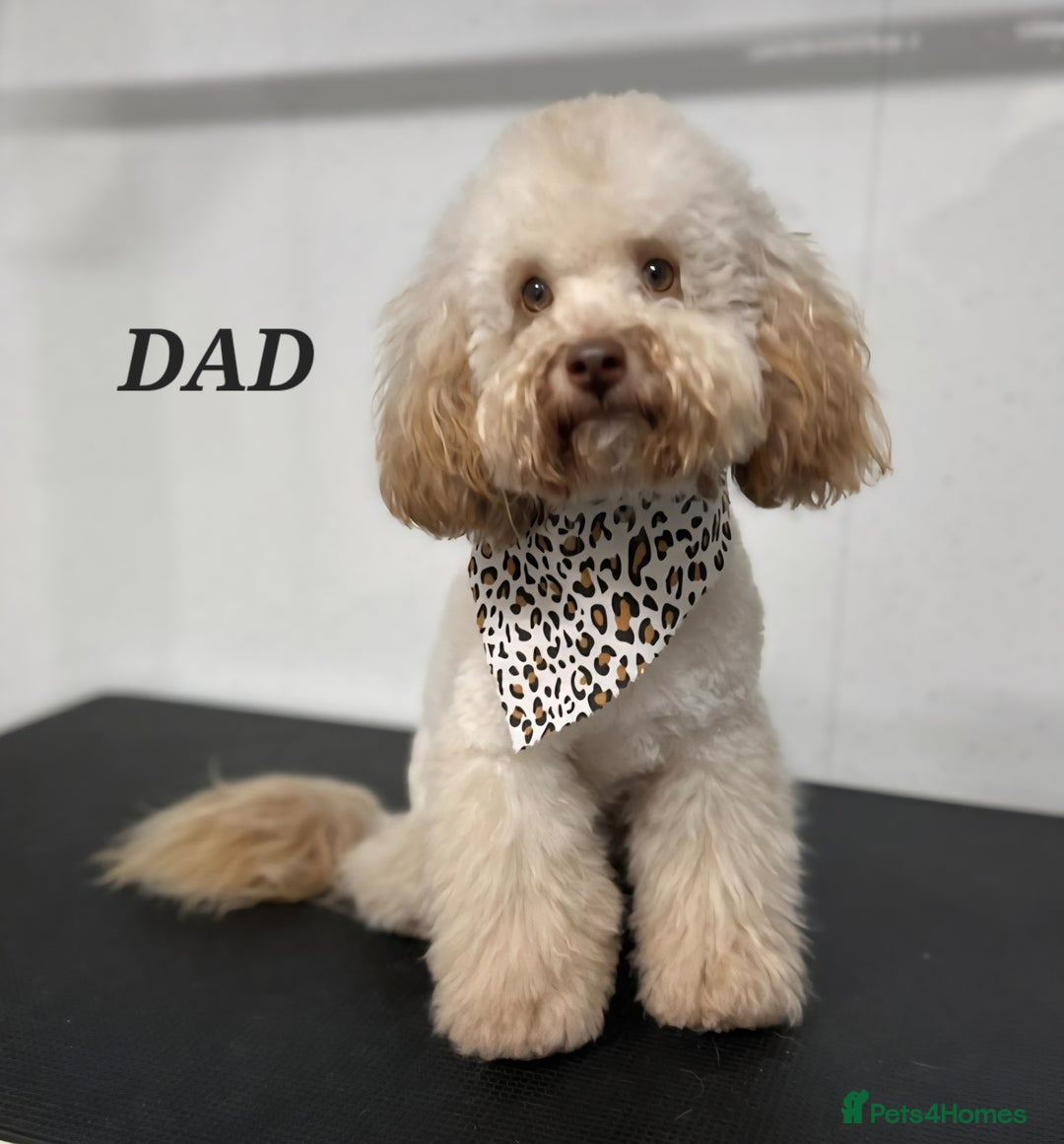 Miniature Poodle dogs for sale: Very well bred, health tested parents  - Image 19