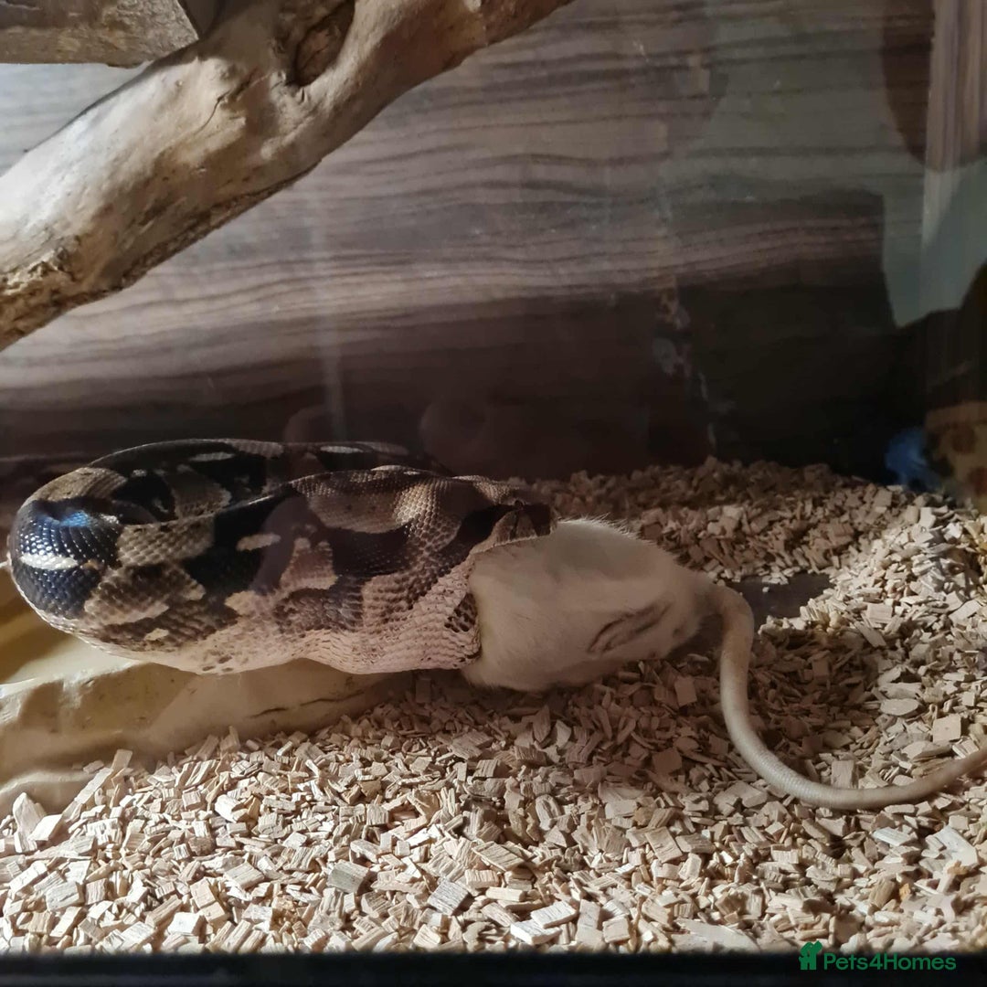 Boa Snake reptiles for sale: Boa constrictor - Image 3