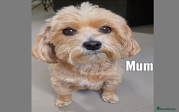 Maltipoo dogs for sale: Rare F2 Toy Maltipoos, DNA Clear + Basic Training - Image 6