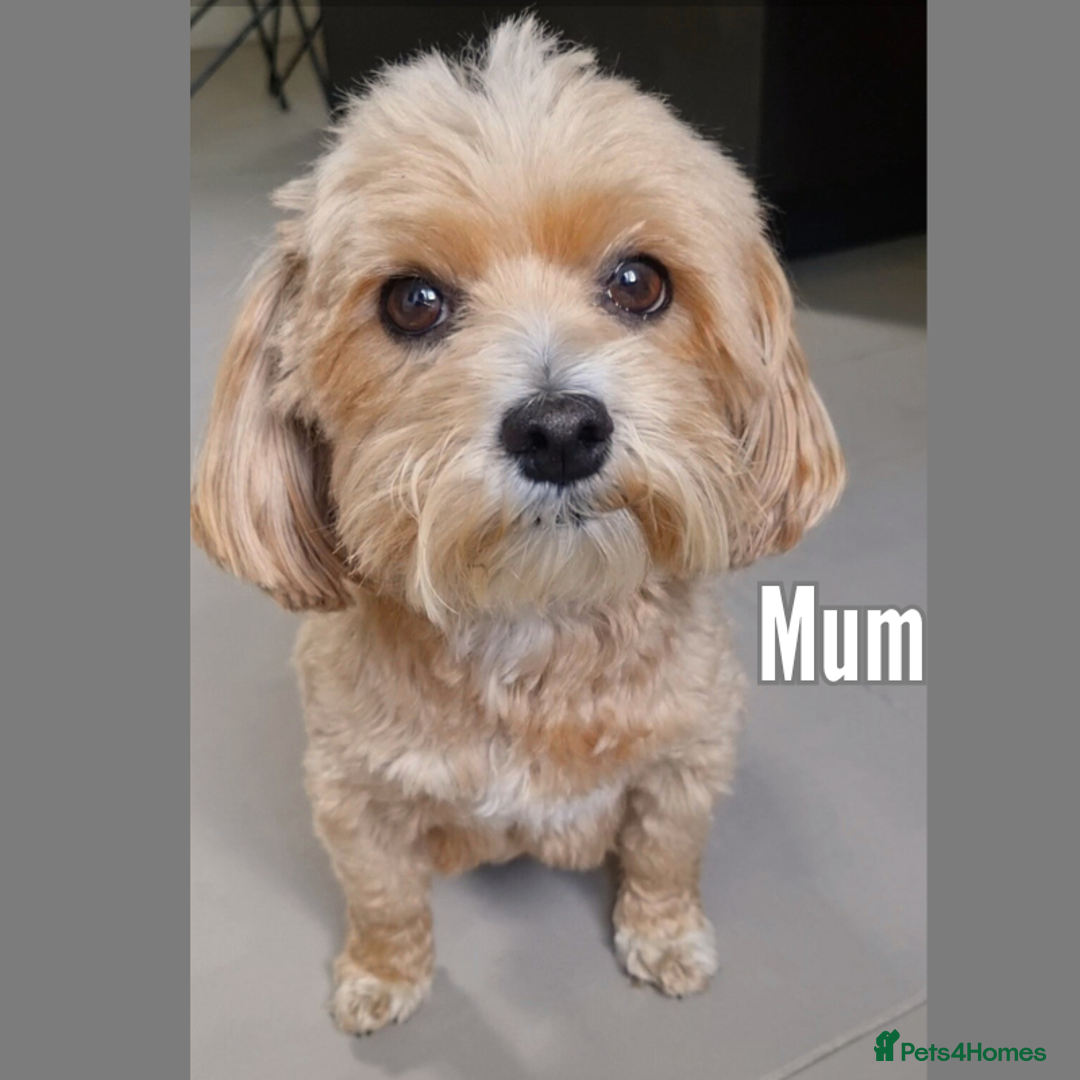 Maltipoo dogs for sale: Rare F2 Toy Maltipoos, DNA Clear + Basic Training - Image 6